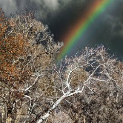 rainbow woods 8 HDR  © David Schibel