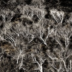 treesC BW  © David Schibel