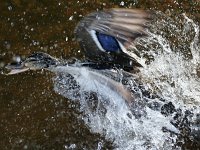 DuckSplash