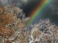 rainbow woods 8 HDR